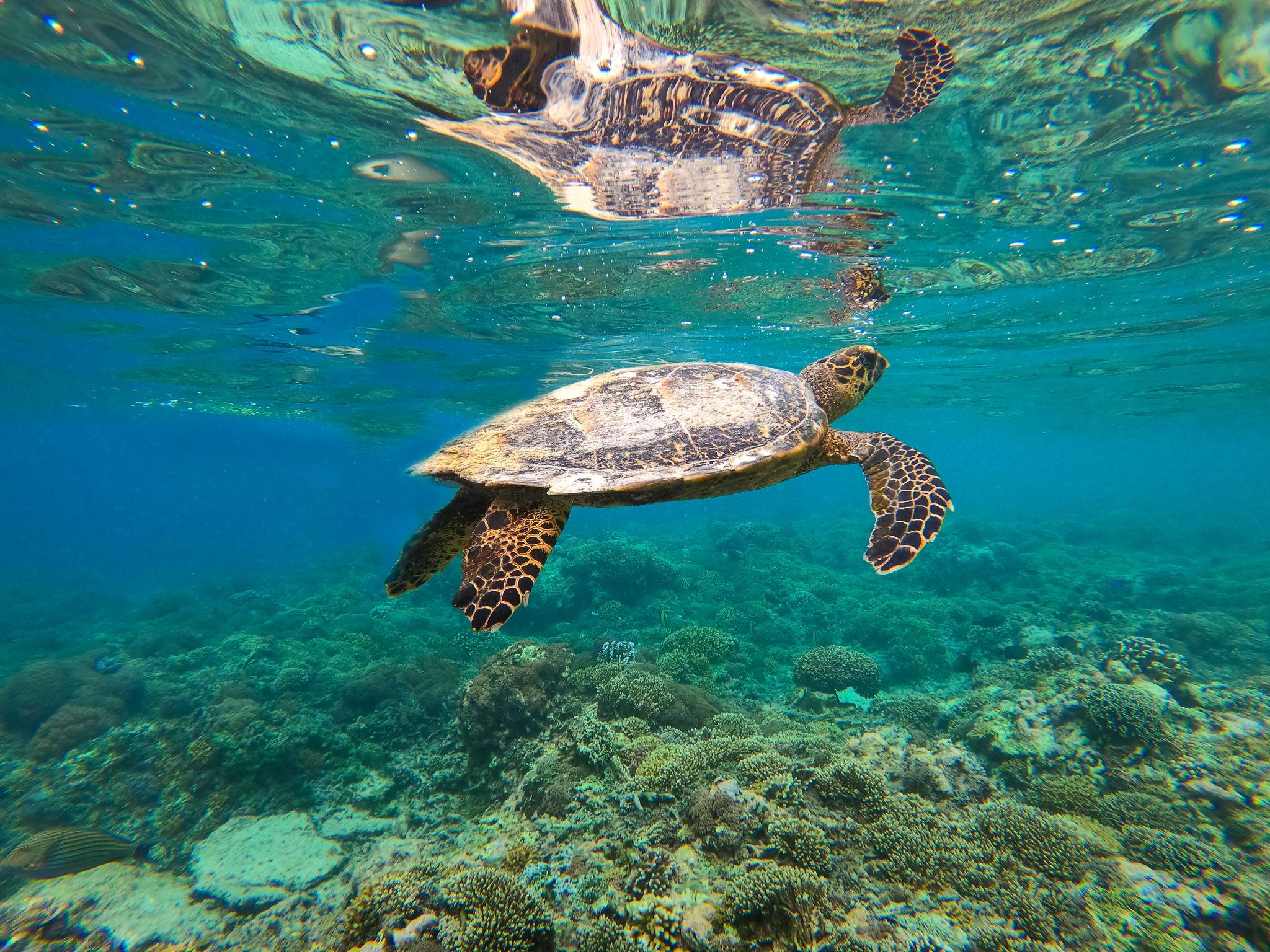 Turtle Reef, Gili Meno