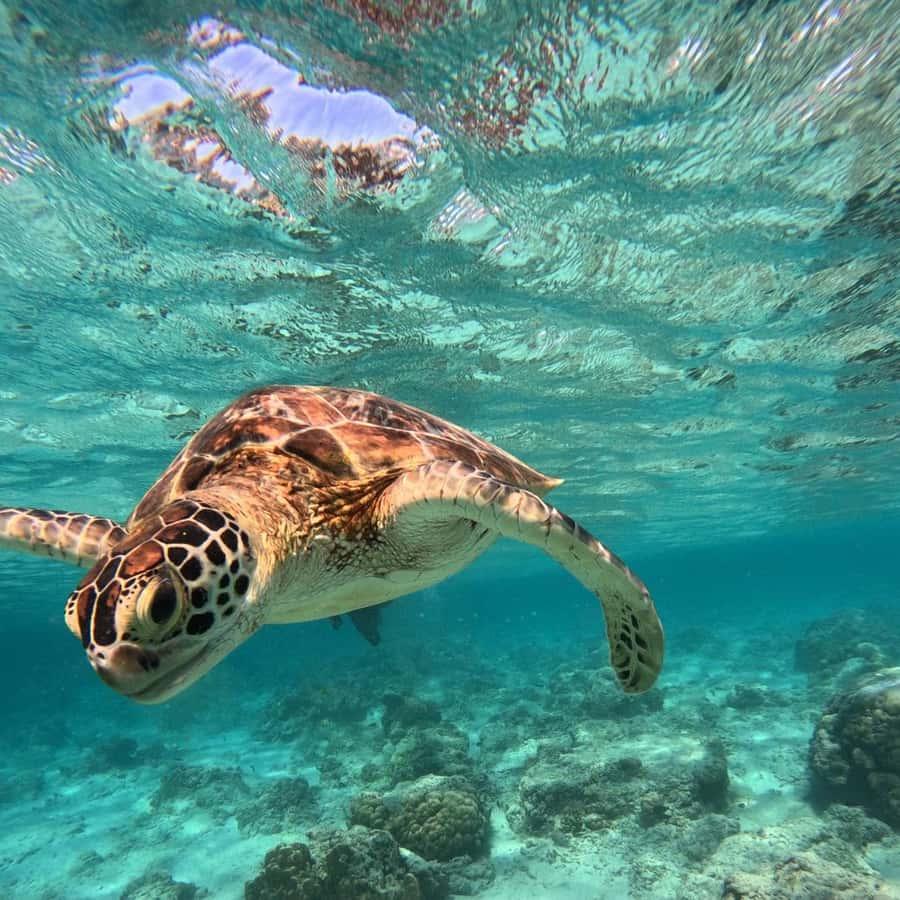 Turtle Point